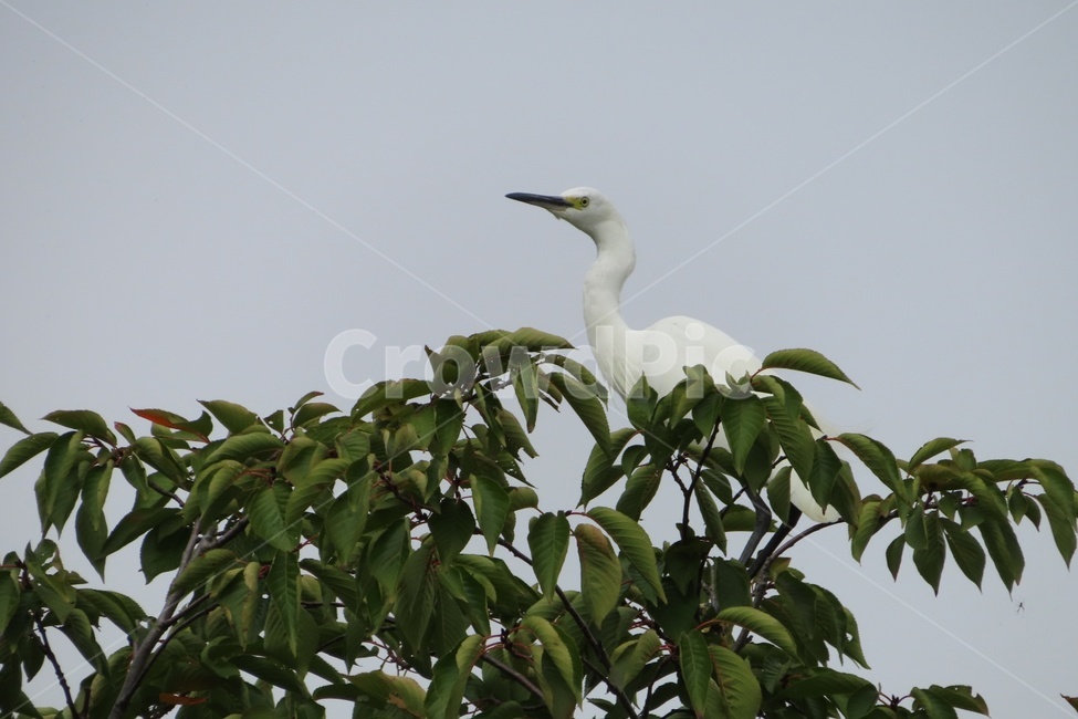 흰새,bird,새,animal,동물,물새,백로,waterfowl,동물,animal,조류,새,birds