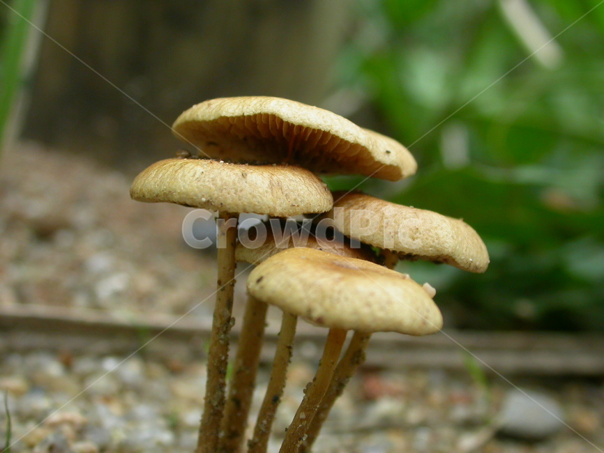 진균류,식물,버섯,fungus,plant,mushroom,버섯,mushroom