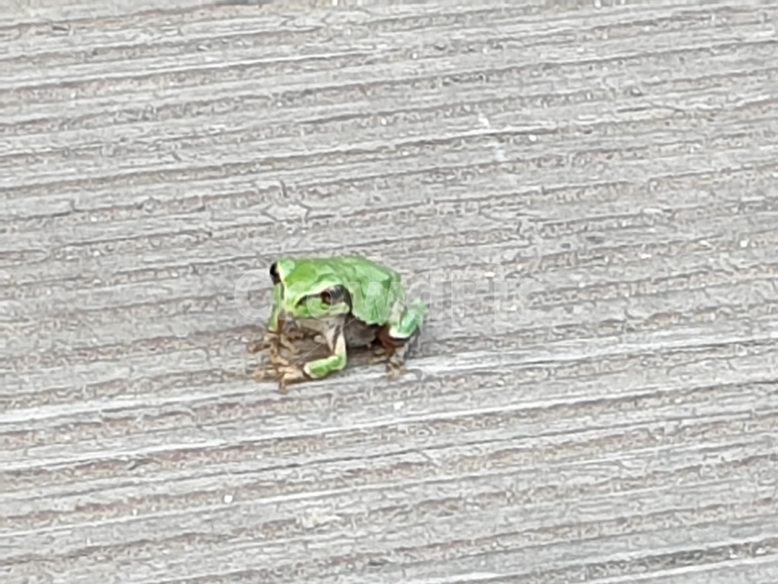 청개구리,개구리,파충류,귀여움,작은,동물,animal,파충류,양서류,reptile,amphibian