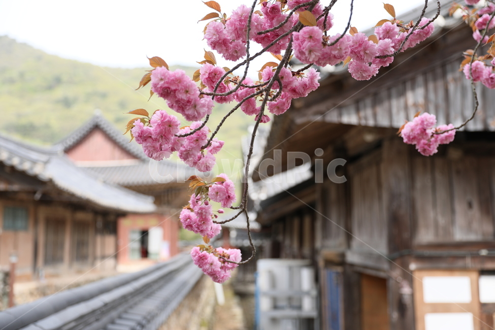 순천,선암사,만첩왕벚,겹벚꽃,벚꽃,사찰,꽃,봄,계절,spring,season,한국전통,한국문화,korean traditional,korean culture,식물,자연,plants,nature,꽃,flower,plant,blossom