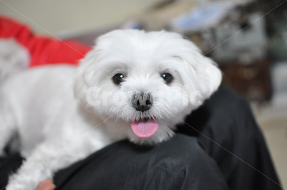 강아지,귀여움,말티즈,깜찍,동물,애견,동물,animal,포유류,mammal,개,강아지,dog,doggy