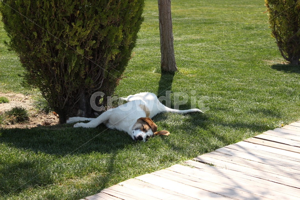 강아지,쉼,휴식,낮잠,피곤,동물,animal,포유류,mammal,개,강아지,dog,doggy