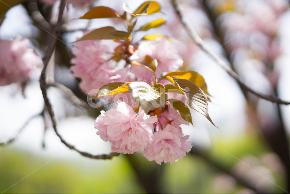 겹벚꽃,왕벚꽃,핑크,봄,하늘,풍경,계절,spring,season,식물,자연,plants,nature,꽃,flower,보라매공원,봄,계절,spring,season,식물,자연,plants,nature,꽃,flower,plant,blossom
