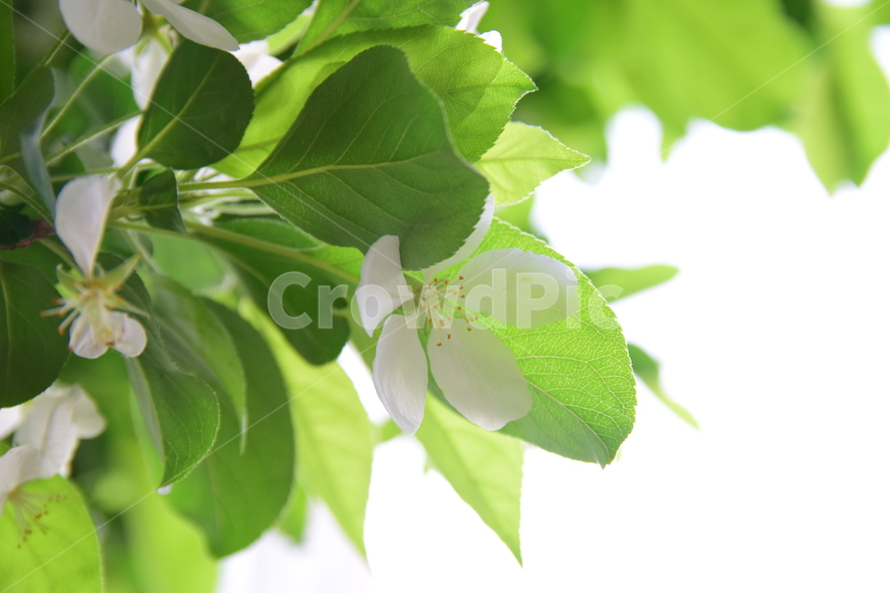 꽃,힌색,하늘배경,초록,나무,힌꽃,tree,플라워,flower,green,white,sky,plants,nature,식물,자연,꽃잎