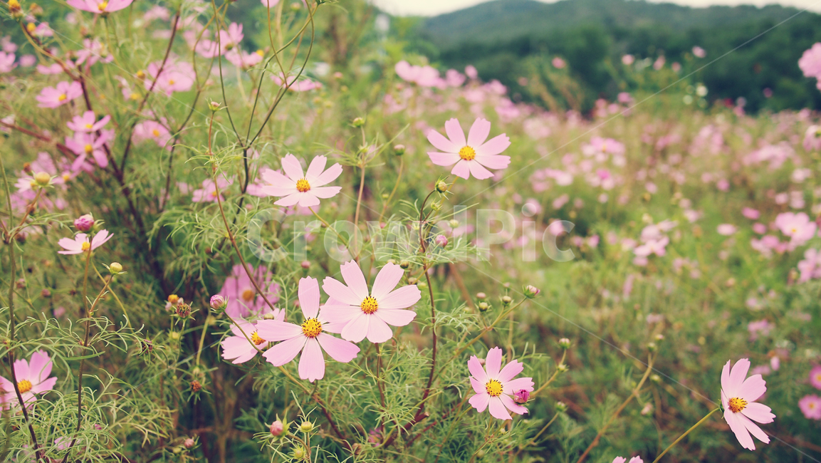 해바라기,가을꽃,cosmos,코스모스,꽃밭,꽃봉우리,가을,가을,계절,fall,autumn,season,식물,자연,plants,nature,꽃,flower,anemone,아네모네,blossom,plant