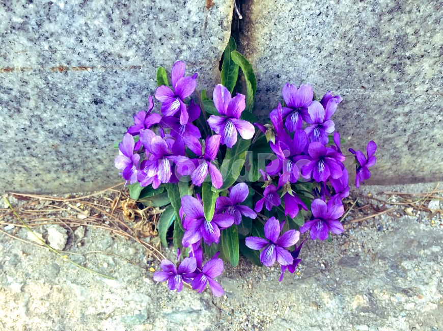제비꽃,꽃,보라색꽃,flower,violet