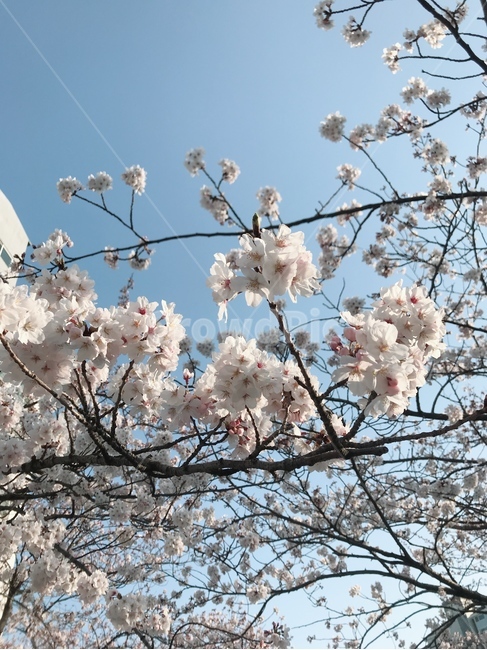 벚꽃,봄,벚꽃나무,꽃,플라워,flower,spring