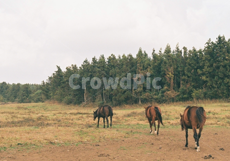 필름,목장,말,제주,감성,자연,풍경,nature,landscape,한국자연풍경,한국자연경관,korea nature landscape,제주도,jeju,jeju island,동물,animal,포유류,mammal,감성,sensible,feeling,outdoors,옥외,field,들,grassland,목초지