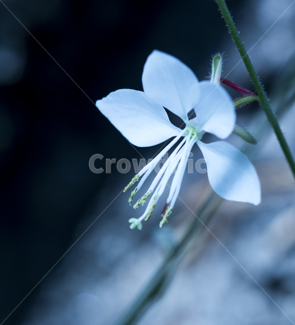 꽃,작은꽃,귀여운꽃,작고귀여운꽃,흰꽃,식물,자연,plants,nature,꽃,flower