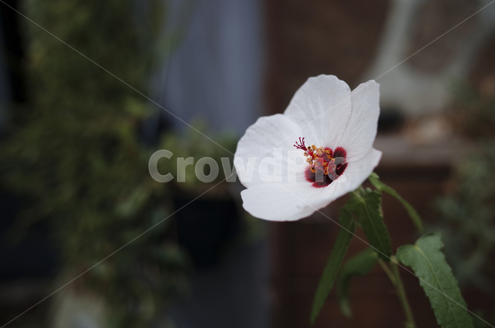 꽃,flower,식물,plant,green,초록,잎,들꽃