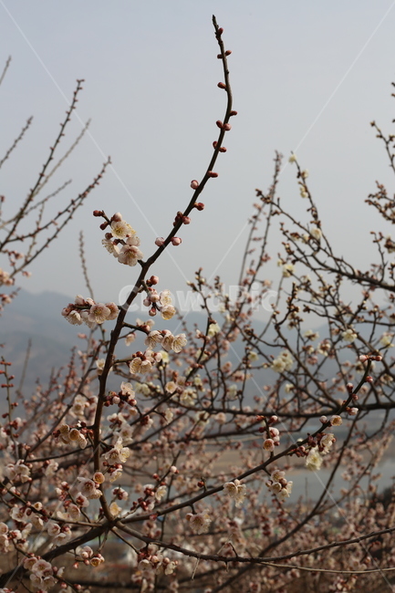 매화,봄,식물,꽃,봄꽃,봄,계절,spring,season,식물,자연,plants,nature,꽃,flower