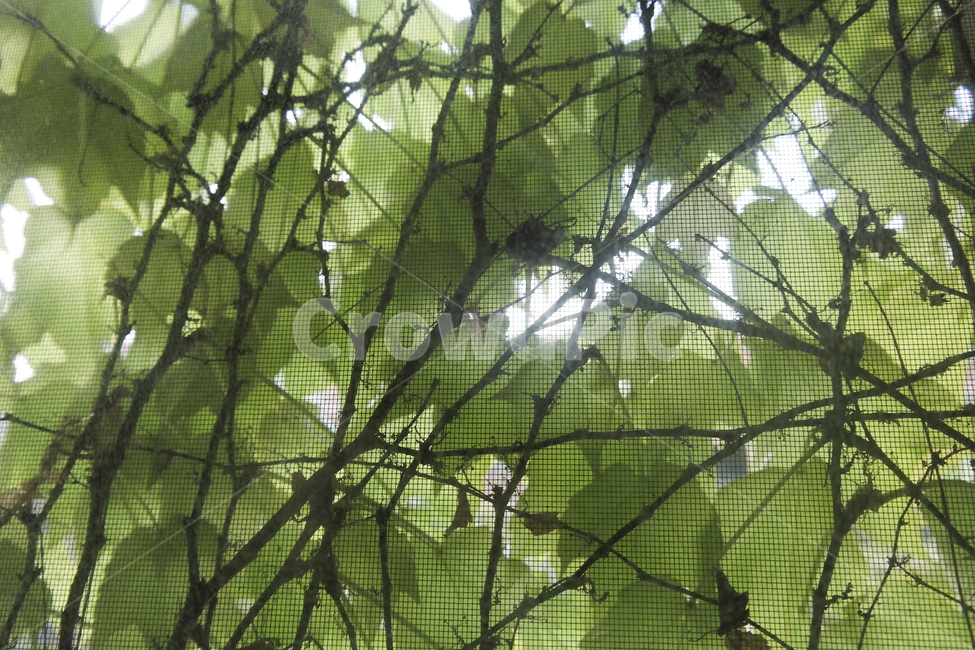 창문,햇살,나뭇잎,넝쿨,감성,창밖,식물,자연,plants,nature