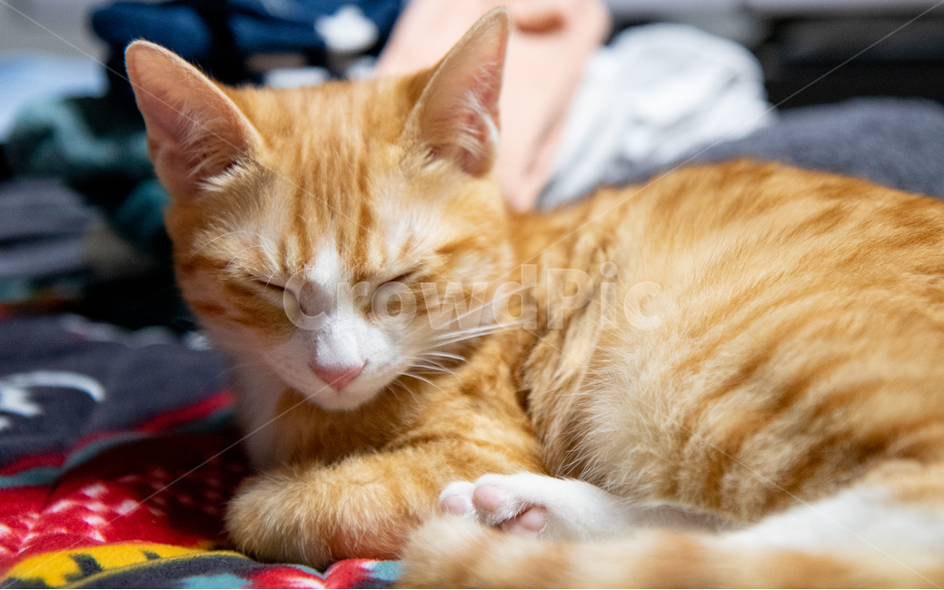 고양이,치즈고양이,치즈태비,코숏,코리안숏헤어