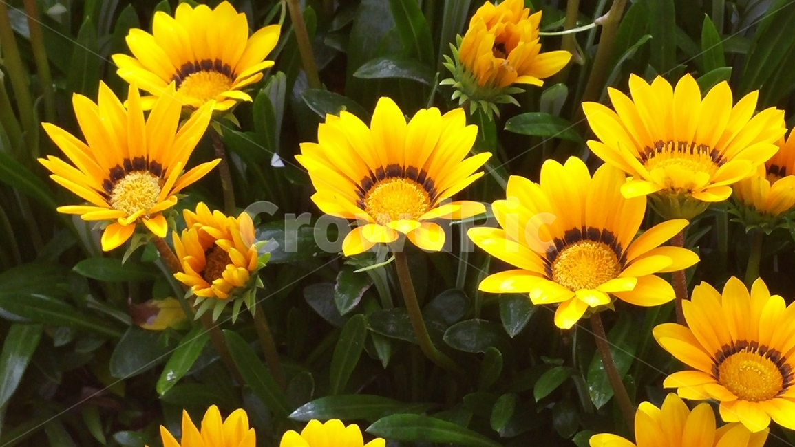 꽃,flower,식물,노란색,자연