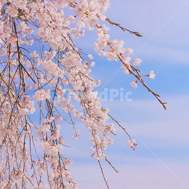 봄,벚꽃,하늘,감성,배경,봄,계절,spring,season,식물,자연,plants,nature,꽃,flower,감성,sensible,feeling,색깔,색상,색채,색감,color sense,color sensitivity,feeling of color,plant,blossom