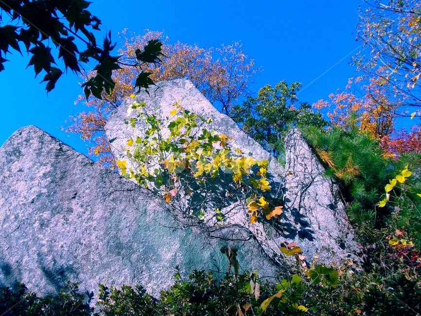 가을,낙엽,단풍,바위,쓸쓸한,정감,계절,가을,계절,fall,autumn,season,plant,식물