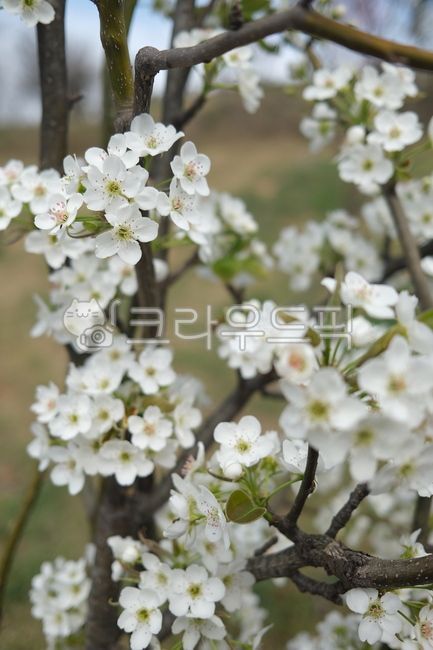 봄, 배꽃, flower, 꽃, plant, 사진,이미지,일러스트,캘리그라피 - 선비야작가