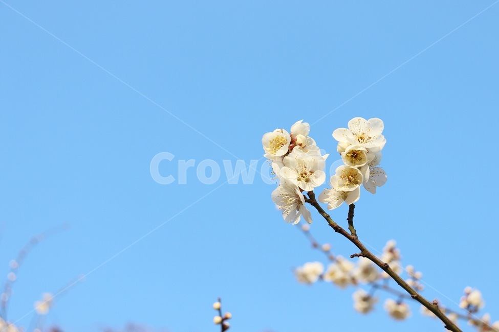 sky,하늘,봄,봄꽃,매화,flower,청명한하늘