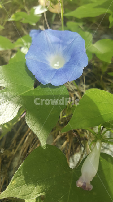 제라늄,plant,식물,blossom,flower,꽃,leaf,geranium,잎,봄,나팔꽃,모닝글로리,morningglory