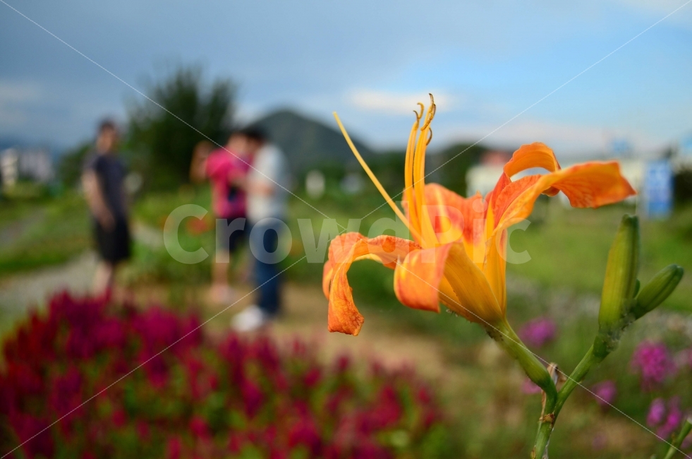 우정,여행,꽃,아웃포커싱,강원도,MT,식물,자연,plants,nature,꽃,flower