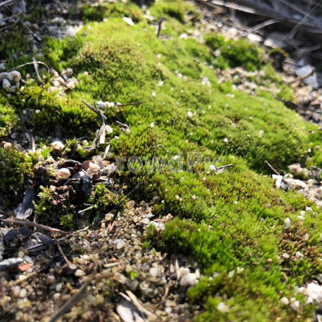 plant,식물,moss,이끼,녹색