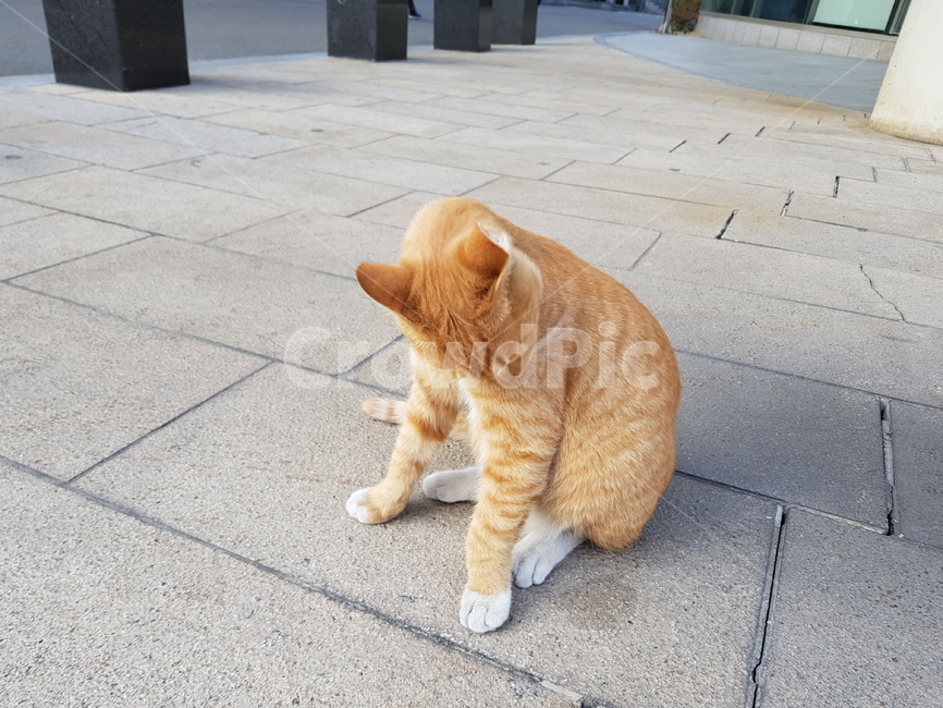 고양이,치즈냥이,학교앞,흔한냥이,길냥이,귀여움,동물,animal,포유류,mammal,고양이,cat,kitten,kitty