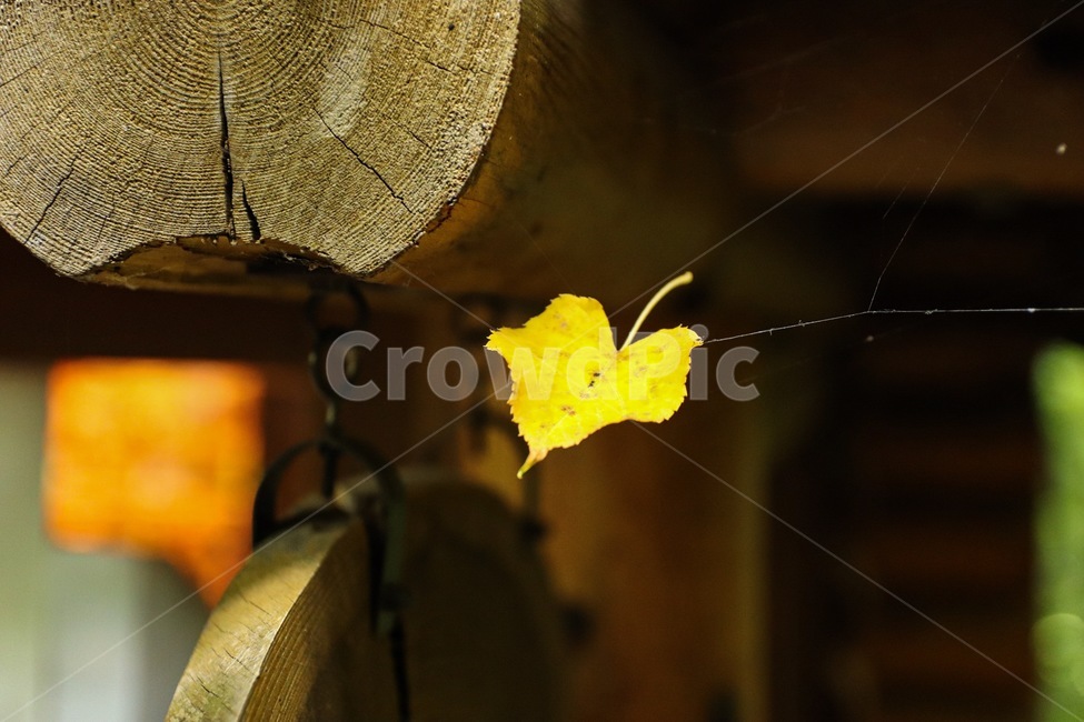plant,식물,leaf,잎,단풍,식물,자연,plants,nature