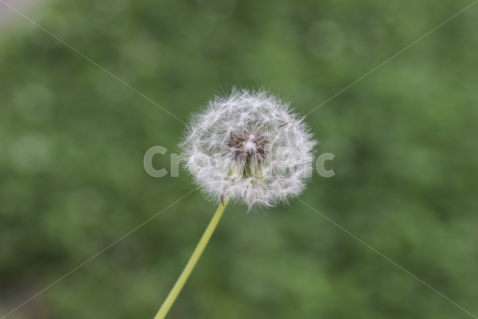 민들레,민들레씨앗,꽃,여름꽃,민들레씨,식물,자연,plants,nature,꽃,flower