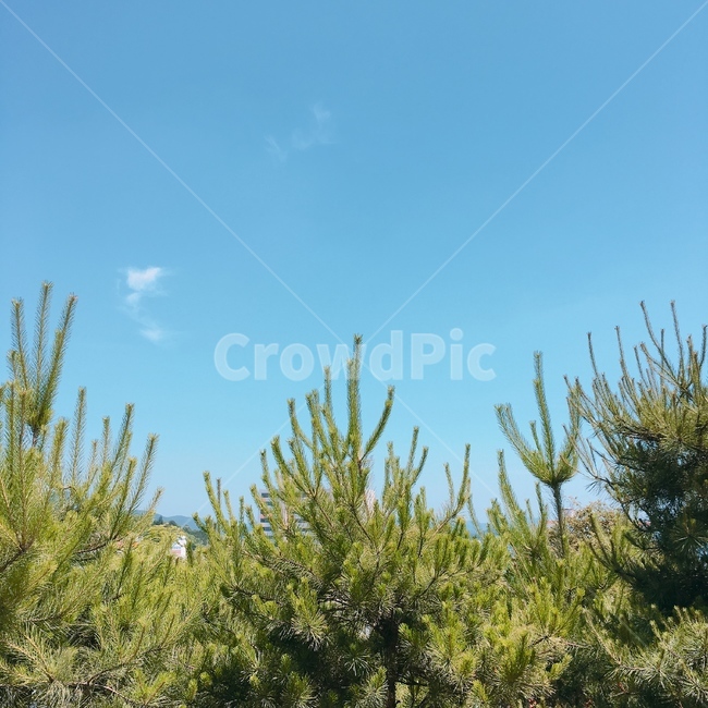 힐링,자연,풍경,나무,하늘,휴식,청량,시원,한국,한국자연,배경,여름,korea,통영,nature,tree,healing,rest,자연,풍경,nature,landscape,plant,식물