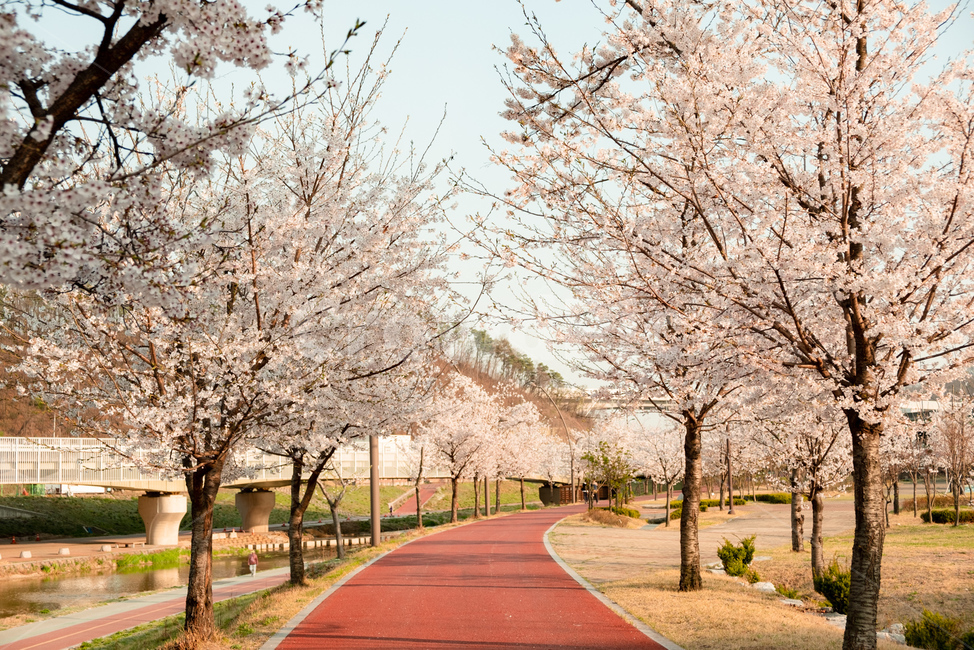 벚꽃,꽃,봄,벚꽃나무,감성,자연,flower,cherryblossom