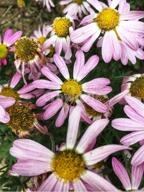꽃,꿀벌,핑크,분홍,꽃밭,싱싱,가을,숲,생생,식물,자연,plants,nature,꽃,flower,동물,animal,곤충,벌레,insect,bug