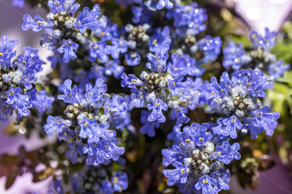 아주가,꽃,녹색,자연,잎,식물,음지식물,plant,생화,보라색꽃,배경화면,백그라운드