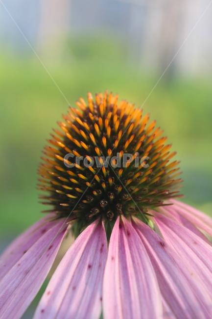 꽃속,꽃,꽃내부,꽃수술,꽃중심