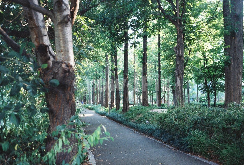 산책로,양재천,나무들,자연,숲,나무