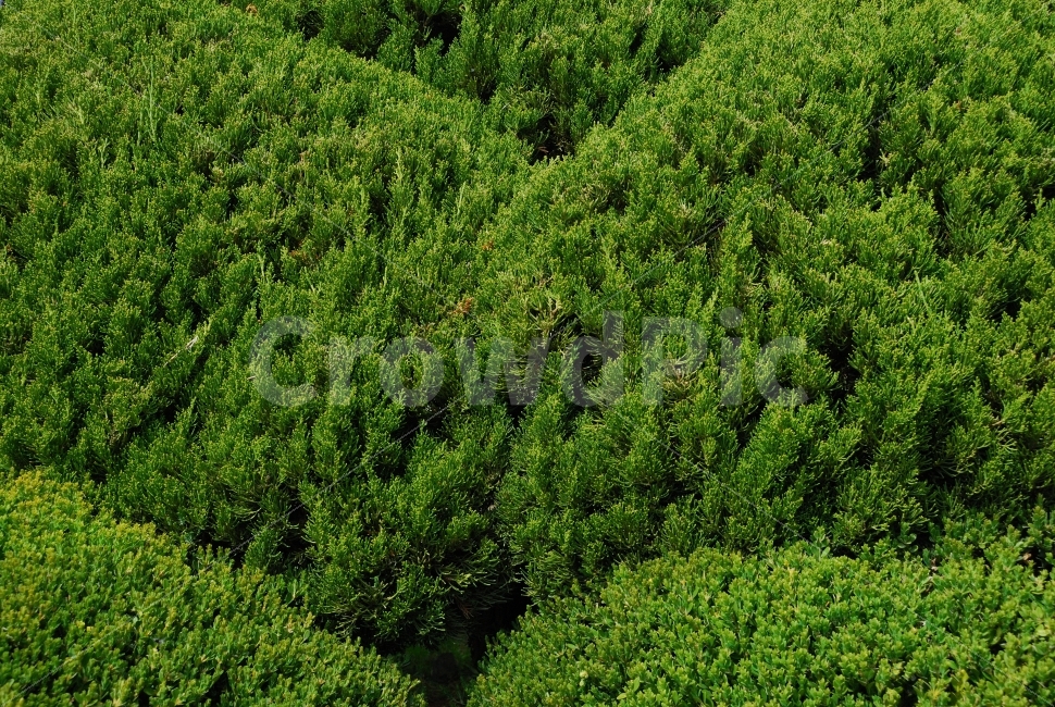 자연,식물,조경,공원,산,나무,수목,배경,초록,식물,자연,plants,nature,풍경,landscape,plant,vegetation,초목,rainforest,열대 우림,tree,outdoors,옥외,land,땅