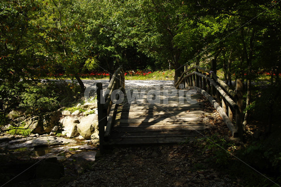 다리,나무,길,풍경,숲,자연,풍경,nature,landscape,bridge,building,건물,boardwalk,산책로
