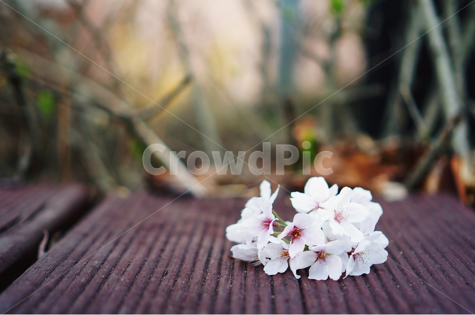 벚꽃,벚꽃나무,봄,봄꽃,벚꽃잎,벚나무,감성,꽃송이,봄,계절,spring,season,식물,자연,plants,nature,꽃,flower,plant,geranium,제라늄,blossom