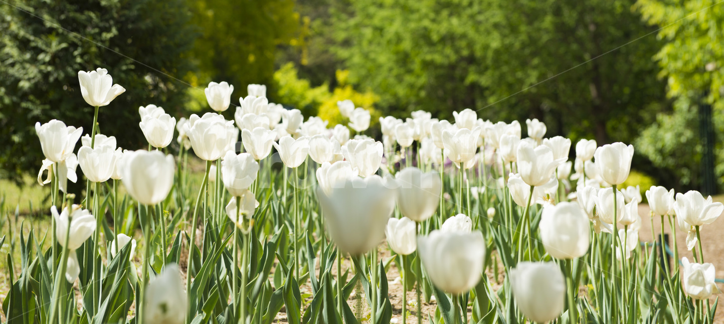 흰꽃,튤립,여름,식물,계절,식물,자연,plants,nature,꽃,flower
