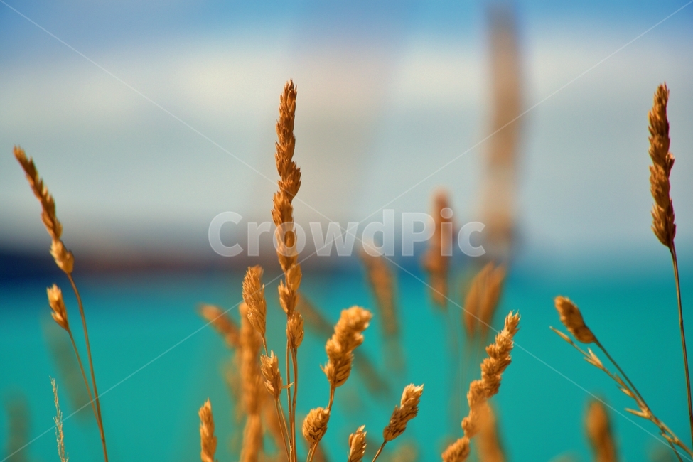 잔디,식물,nature,plant,winter,grass,branch,blue,snow,tree,spring,sky,cold,field,white,flower,season,willow,green,frost,autumn,ice,macro,yellow,sunlight,blossom,natural