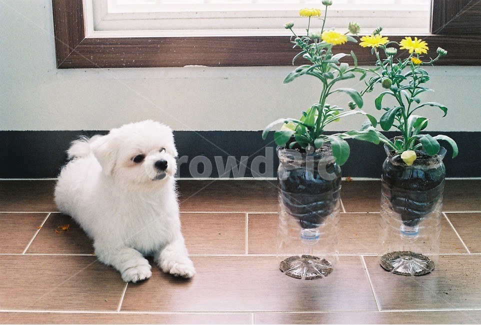감성,강아지,풀꽃,꽃,개,필름,아날로그,봄,계절,spring,season,식물,자연,plants,nature,꽃,flower,동물,animal,포유류,mammal,개,강아지,dog,doggy,감성,sensible,feeling