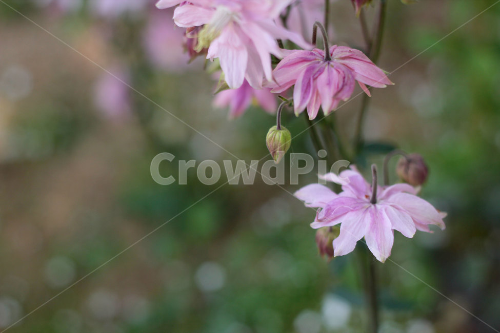 겹매발톱,야생화,꽃,매발톱,식물,flower,plants,자연,배경,nature,핑크,분홍색꽃,꽃나무,꽃봉오리