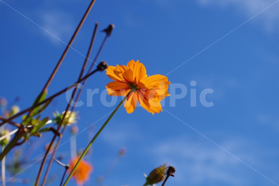 코스모스,꽃,가을,하늘,푸른하늘,sky,flower,식물,자연,plants,nature,꽃,flower