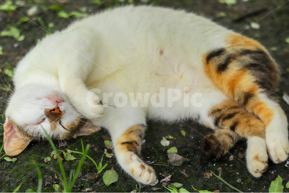 고양이,동물,길고양이,냐옹이,야옹이,잠,길거리,animal,straycat,kitty,street,동물,animal,포유류,mammal,고양이,cat,kitten,kitty