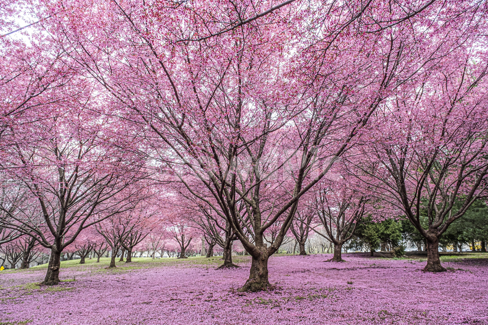 plant,식물,flower,꽃,벚꽃,봄,핑크,분홍,사쿠라,cherry,blossom,bloom,pink,trees,봄,계절,spring,season,식물,자연,plants,nature,꽃,flower