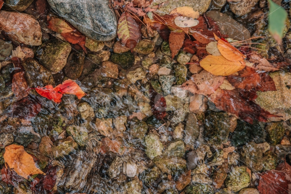가을,낙엽,시냇물,자연,돌,풍경,감성,fall,autumn,가을,계절,fall,autumn,season,leaf,잎,plant,식물,tree,나무