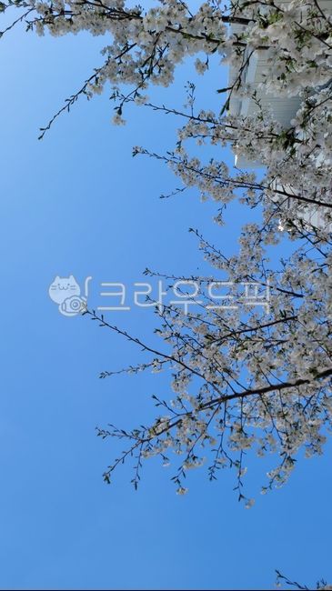 blue sky,pink,Cherry Blossom,white,flowers in full bloom,Heenak,white cherry blossoms,pink cherry blossoms,full bloom,open