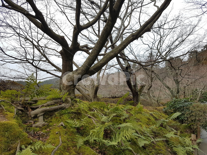 숲,나무,이끼,정원,moss,forest,lichen,tree,garden,일본정원,일본이끼,일본숲,japanesegarden,식물,자연,plants,nature,나무,trees,wood
