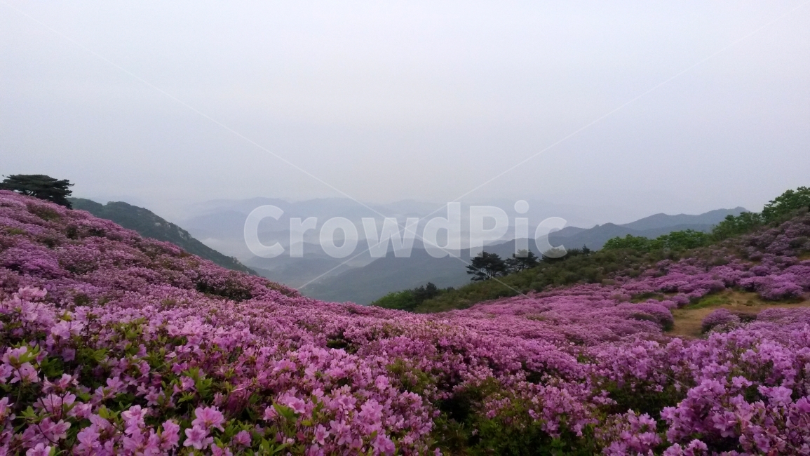 황매산,철쭉,철쭉제,꽃,분홍꽃,자연,풍경,nature,landscape,한국자연풍경,한국자연경관,korea nature landscape,outdoors,옥외