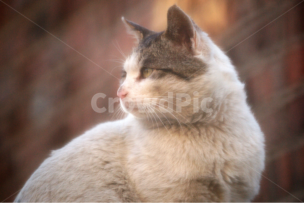 고양이,길냥이,야옹이,반려동물,유기묘,동물,애완동물,냥이,동물,animal,포유류,mammal,고양이,cat,kitten,kitty