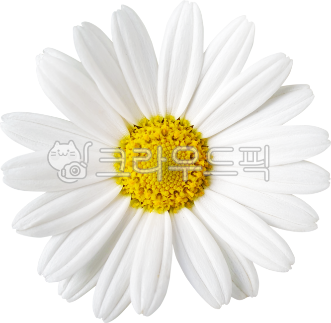 목마가렛,데이지,꽃,꽃잎,국화,캐모마일,marguerite,margueritedaisy,parisdaisy,argyranthemumfrutescens,daisy,flower,petal,chrysanthemum,chamomile,흰색,화이트,white